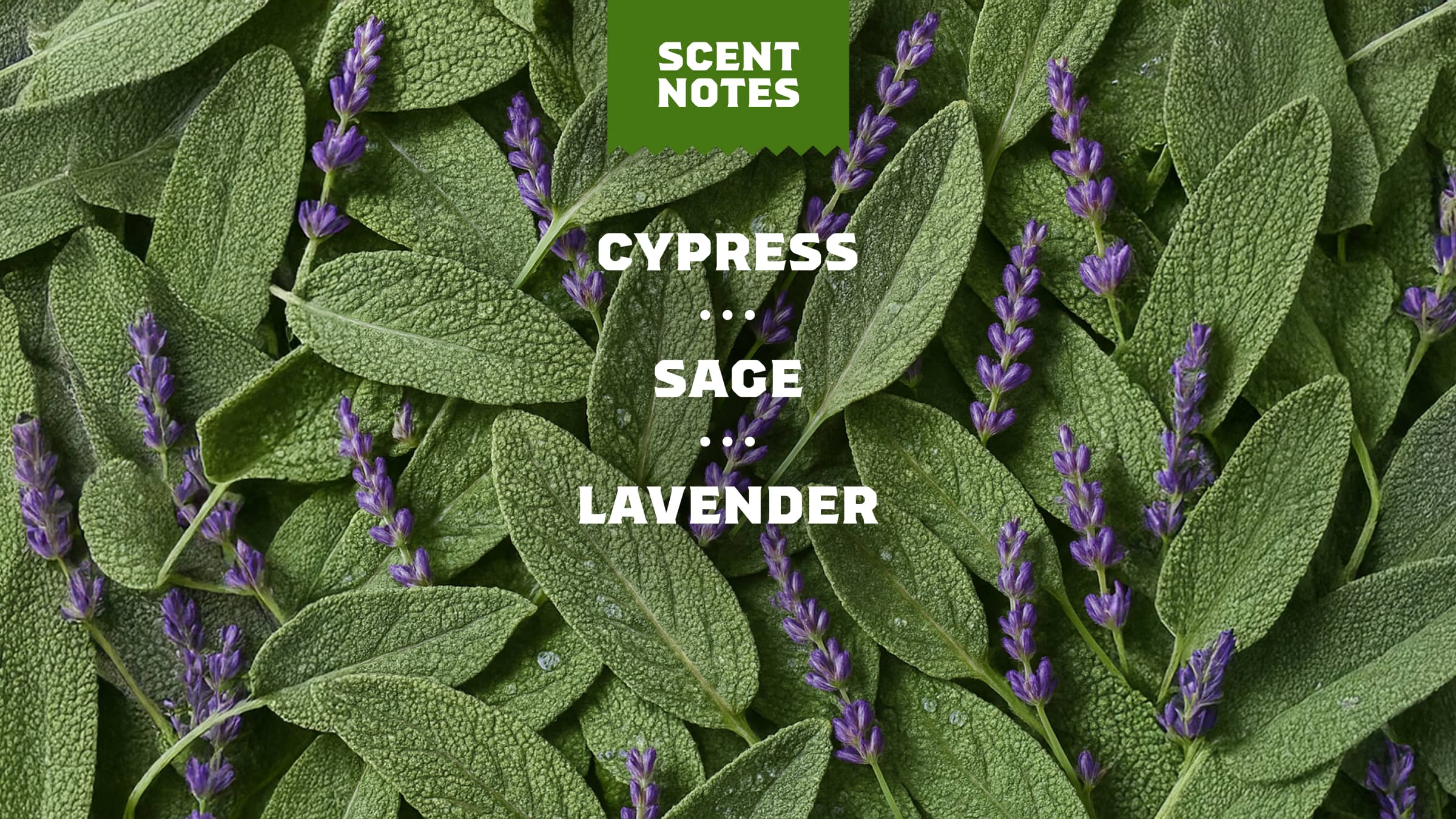 Dr. Squatch Soap Alpine Sage - Image 4